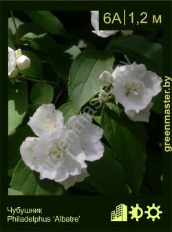 Изображение: чубушник гибридный (philadelphus × hybrida) 'albatre'