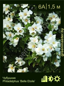 Изображение: чубушник гибридный (philadelphus × hybrida) 'belle etoile'