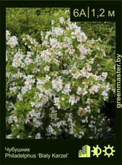 Изображение: чубушник гибридный (philadelphus × hybrida) 'bialy karzel'