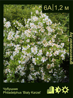 Изображение: чубушник гибридный (philadelphus hybrida) 'bialy karzel'