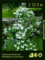 Изображение: чубушник венечный (philadelphus coronarius)