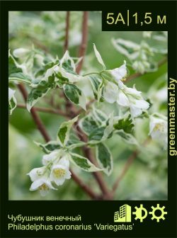 Изображение: чубушник венечный (philadelphus coronarius) 'variegatus'