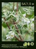 Изображение: чубушник венечный (philadelphus coronarius) 'variegatus'