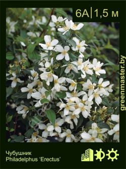 Изображение: чубушник гибридный (philadelphus × hybrida) 'erectus'