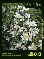 Изображение: чубушник гибридный (philadelphus hybrida) 'erectus'