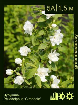 Изображение: чубушник гибридный (philadelphus × hybrida) 'girandole'