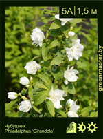 Изображение: чубушник гибридный (philadelphus hybrida) 'girandole'