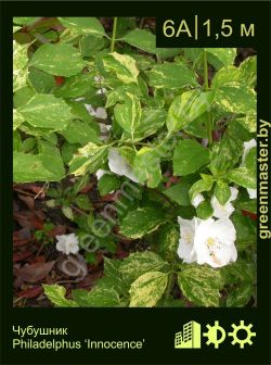 Изображение: чубушник гибридный (philadelphus × hybrida) 'innocence'