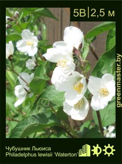 Изображение: чубушник Льюиса (philadelphus lewisii) 'weterton'