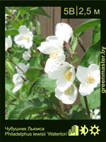 Изображение: чубушник Льюиса (philadelphus lewisii) 'weterton'