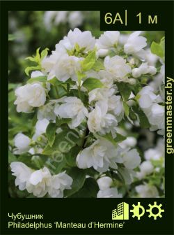 Изображение: чубушник гибридный (philadelphus × hybrida) 'manteau d'hermine'