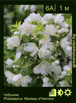 Изображение: чубушник гибридный (philadelphus hybrida) 'manteau d'hermine'