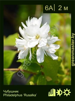 Изображение: чубушник гибридный (philadelphus × hybrida) 'rusalka'