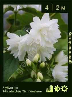 Изображение: чубушник гибридный (philadelphus × hybrida) 'schneesturm'