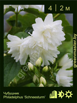 Изображение: чубушник гибридный (philadelphus hybrida) 'schneesturm'