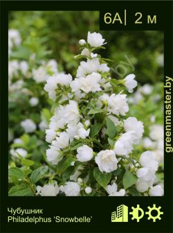 Изображение: чубушник гибридный (philadelphus × hybrida) 'snowbelle'