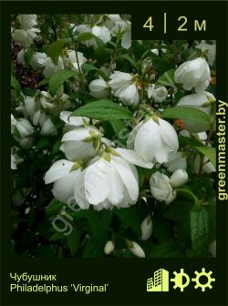 Изображение: чубушник гибридный (philadelphus × hybrida) 'virginal'