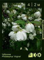 Изображение: чубушник гибридный (philadelphus hybrida) 'virginal'