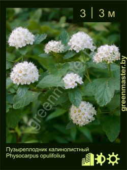 Изображение: пузыреплодник калинолистный (physocarpus opulifolius)