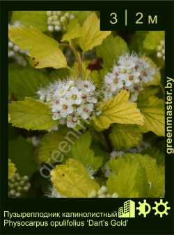 Изображение: пузыреплодник калинолистный (physocarpus opulifolius) 'dart's gold'