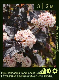 Изображение: пузыреплодник калинолистный (physocarpus opulifolius) 'mindia'