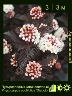 Изображение: пузыреплодник калинолистный (physocarpus opulifolius) 'diabolo'