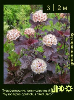 Изображение: пузыреплодник калинолистный (physocarpus opulifolius) 'red baron'