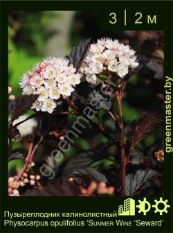 Изображение: пузыреплодник калинолистный (physocarpus opulifolius) 'seward'