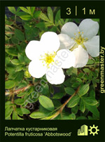 Изображение: лапчатка кустарниковая (potentilla fruticosa) 'abbotswood'