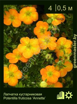 Изображение: лапчатка кустарниковая (potentilla fruticosa) 'annette'