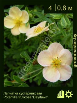 Изображение: лапчатка кустарниковая (potentilla fruticosa) 'daydawn'