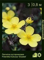 Изображение: лапчатка кустарниковая (potentilla fruticosa) 'elizabeth'