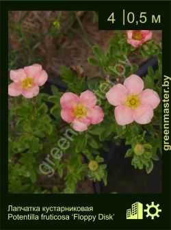 Изображение: лапчатка кустарниковая (potentilla fruticosa) 'floppy disk'