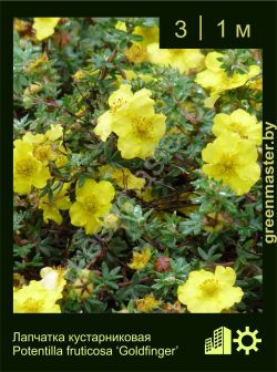 Изображение: лапчатка кустарниковая (potentilla fruticosa) 'goldfinger'