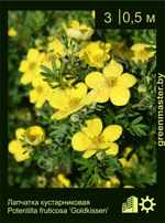 Изображение: лапчатка кустарниковая (potentilla fruticosa) 'goldkissen'