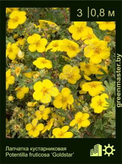 Изображение: лапчатка кустарниковая (potentilla fruticosa) 'goldstar'