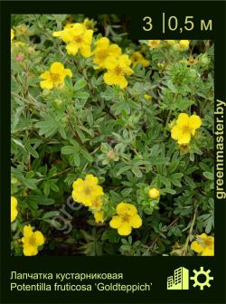 Изображение: лапчатка кустарниковая (potentilla fruticosa) 'goldteppich'