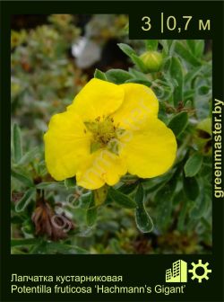 Изображение: лапчатка кустарниковая (potentilla fruticosa) 'hachsmann's gigant'