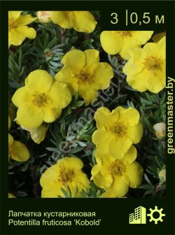 Изображение: лапчатка кустарниковая (potentilla fruticosa) 'kobold'