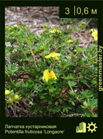 Изображение: лапчатка кустарниковая (potentilla fruticosa) 'longacre'