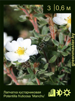 Изображение: лапчатка кустарниковая (potentilla fruticosa) 'manchu'