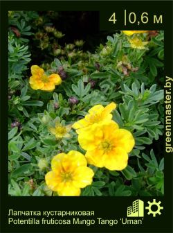 Изображение: лапчатка кустарниковая (potentilla fruticosa) 'uman'