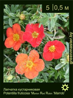 Изображение: лапчатка кустарниковая (potentilla fruticosa) 'marrob'