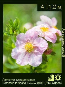 Изображение: лапчатка кустарниковая (potentilla fruticosa) 'princess blink'