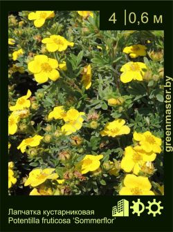 Изображение: лапчатка кустарниковая (potentilla fruticosa) 'sommerflor'