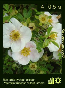 Изображение: лапчатка кустарниковая (potentilla fruticosa) 'tilford cream'