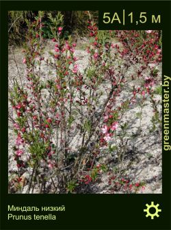 Изображение: миндаль низкий (prunus tenella)