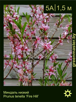 Изображение: миндаль низкий (prunus tenella) 'fire hill'