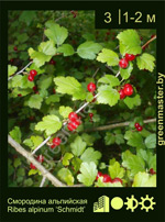 Изображение: смородина альпийская (ribes alpinum) 'schmidt'