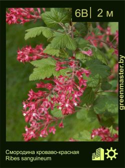 Изображение: смородина кроваво-красная (ribes sanguineum)